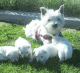 West Highland White Terrier Puppies for sale in TN-153, Chattanooga, TN, USA. price: NA