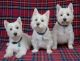 West Highland White Terrier Puppies for sale in Los Angeles, CA, USA. price: $750