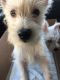 West Highland White Terrier Puppies for sale in Gonzales, LA 70737, USA. price: NA