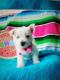West Highland White Terrier Puppies for sale in Deerfield Beach, FL, USA. price: NA