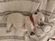 West Highland White Terrier Puppies for sale in Austin Lake Estates, Austin, TX 78733, USA. price: NA