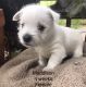West Highland White Terrier Puppies for sale in Austin Lake Estates, Austin, TX 78733, USA. price: NA
