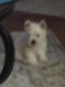 West Highland White Terrier Puppies for sale in Raleigh, NC, USA. price: NA
