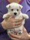 West Highland White Terrier Puppies for sale in Ridgeway, VA 24148, USA. price: NA