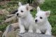 West Highland White Terrier Puppies for sale in Orlando, FL, USA. price: $700