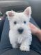 West Highland White Terrier Puppies for sale in Dallas, TX, USA. price: $400