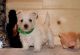 West Highland White Terrier Puppies for sale in Miami, FL, USA. price: $700