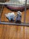 West Highland White Terrier Puppies for sale in Beaver County, PA, USA. price: NA