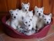 West Highland White Terrier Puppies for sale in Huntsville, AL, USA. price: $550