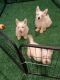 West Highland White Terrier Puppies for sale in Tavares, FL 32778, USA. price: $1,750