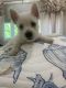 West Highland White Terrier Puppies for sale in Brooks, GA 30205, USA. price: $700