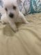West Highland White Terrier Puppies for sale in Brooks, GA 30205, USA. price: $700