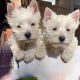 West Highland White Terrier Puppies for sale in Texaco Ave, Paramount, CA 90723, USA. price: NA