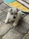 West Highland White Terrier Puppies for sale in Jacksonville, FL 32259, USA. price: $2,000