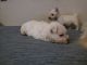 West Highland White Terrier Puppies for sale in Jasper, Indiana. price: $400
