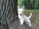 West Highland White Terrier Puppies for sale in Fountain, Florida. price: $1,800