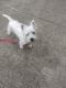 West Highland White Terrier Puppies for sale in Hickory, NC, USA. price: $900