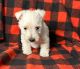 West Highland White Terrier Puppies for sale in Charlotte, North Carolina. price: $500