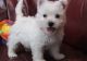 West Highland White Terrier Puppies for sale in Tallahassee, Florida. price: $950