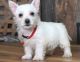 West Highland White Terrier Puppies for sale in Honolulu, Hawaii. price: $500