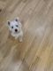 West Highland White Terrier Puppies for sale in Hickory, NC, USA. price: $800