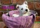 West Highland White Terrier Puppies for sale in Lakeview, Michigan. price: $1,900