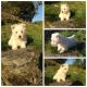 West Highland White Terrier Puppies for sale in Stamford, CT, USA. price: NA