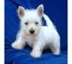 West Highland White Terrier Puppies for sale in Atlanta, GA, USA. price: NA