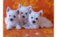 11 Weeks Old And West Highland Terrier Puppies.