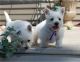 West Highland White Terrier Puppies for sale in Atlanta, GA, USA. price: NA