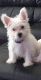 West Highland White Terrier Puppies for sale in Gainesville, FL, USA. price: NA
