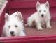 West Highland White Terrier Puppies for sale in Nashville, TN, USA. price: NA