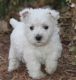 West Highland White Terrier Puppies for sale in Murfreesboro, TN, USA. price: NA