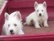 West Highland White Terrier Puppies for sale in Hartford, CT, USA. price: NA