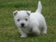West Highland White Terrier Puppies for sale in Chattanooga, TN, USA. price: NA