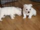 West Highland White Terrier Puppies for sale in Austin, TX, USA. price: NA
