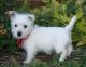 West Highland White Terrier Puppies for sale in Thornton, CO, USA. price: $500