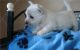 West Highland White Terrier Puppies for sale in Austin, TX, USA. price: $300