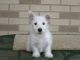 West Highland White Terrier Puppies for sale in Austin, TX, USA. price: $600