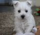 West Highland White Terrier Puppies for sale in Gainesville, FL, USA. price: NA