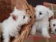 West Highland White Terrier Puppies for sale in Boston, MA 02114, USA. price: NA