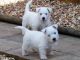 West Highland White Terrie puppies