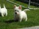 West Highland White Terrier Puppies for sale in Bloomfield Ave, Bloomfield, CT 06002, USA. price: NA