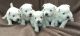West Highland Terrier Pups