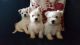 West Highland White Terrier Puppies for sale in Bloomfield Ave, Bloomfield, CT 06002, USA. price: NA