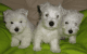 West Highland White Terrier Puppies for sale in Seattle, WA 98106, USA. price: NA