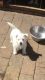 West Highland White Terrier Puppies for sale in Altamonte Springs, FL 32701, USA. price: NA