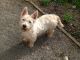 West Highland White Terrier Puppies for sale in Hawaiian Ct, Orlando, FL 32819, USA. price: NA