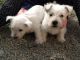 West Highland White Terrier Puppies for sale in Hookstown Grade Rd, Clinton, PA 15026, USA. price: NA