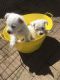 West Highland Terrier pups availabel